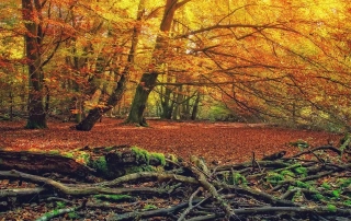 forest-4534311_1280